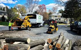 Best Tree and Shrub Care  in Kemp Mill, MD