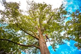 How Our Tree Care Process Works  in  Kemp Mill, MD