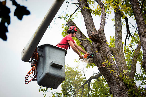 Best Tree Disease Treatment  in Kemp Mill, MD